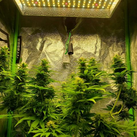 Northern Light Automatic growlog timeline photo
