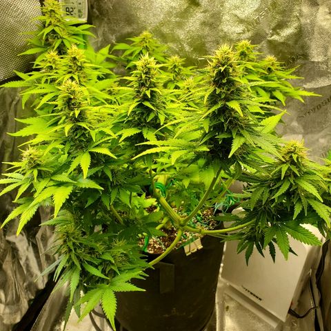 Northern Light Automatic growlog timeline photo