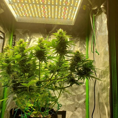 Northern Light Automatic growlog timeline photo