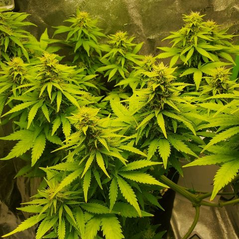 Northern Light Automatic growlog timeline photo