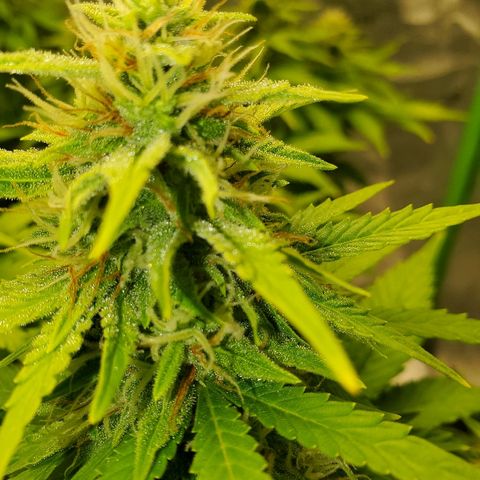 Northern Light Automatic growlog timeline photo