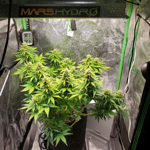 Northern Light Automatic growlog timeline photo