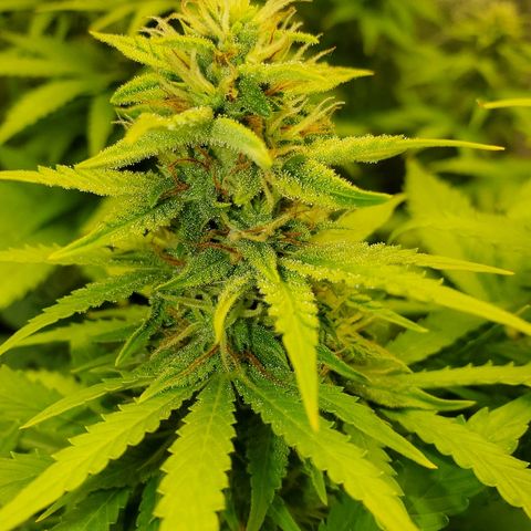Northern Light Automatic growlog timeline photo