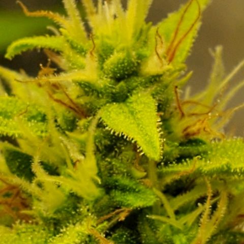 Northern Light Automatic growlog photo: Clear pistils 