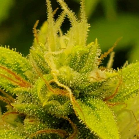 Northern Light Automatic growlog photo: Clear pistils 