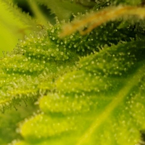 Northern Light Automatic growlog photo: Clear pistils 