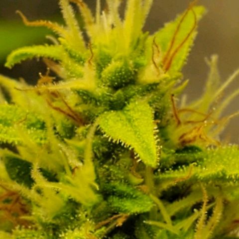 Northern Light Automatic growlog photo: Clear pistils 