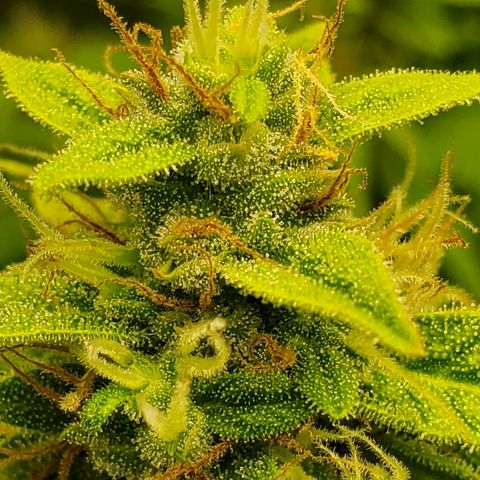 Northern Light Automatic growlog timeline photo