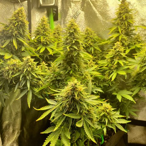 Northern Light Automatic growlog timeline photo