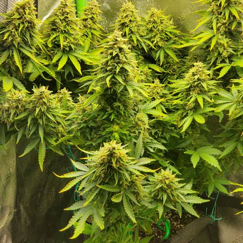 Northern Light Automatic growlog timeline photo