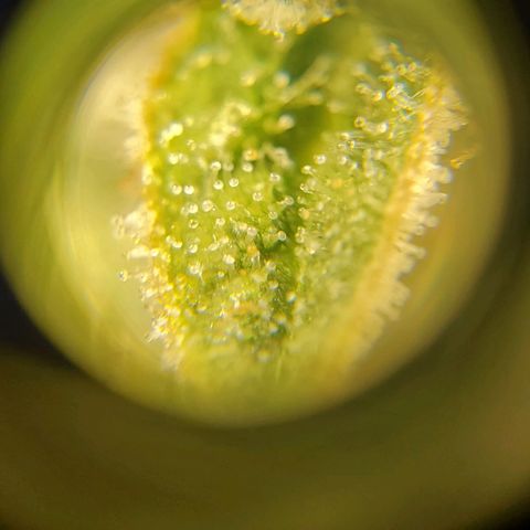 Northern Light Automatic growlog timeline photo