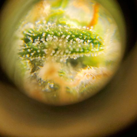 Northern Light Automatic growlog timeline photo