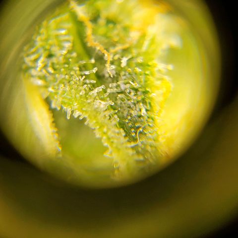 Northern Light Automatic growlog timeline photo