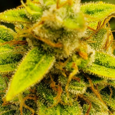 Northern Light Automatic growlog timeline photo