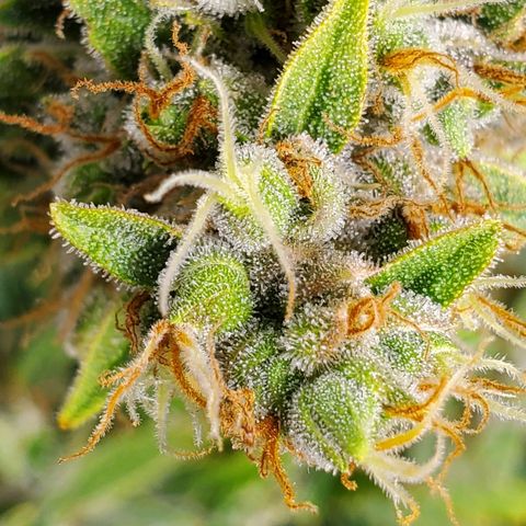 Northern Light Automatic growlog timeline photo