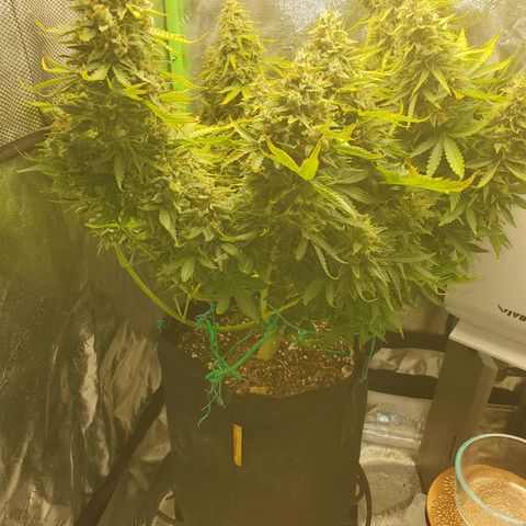 Northern Light Automatic growlog photo: Week 12