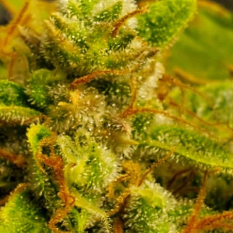 Northern Light Automatic growlog photo: Week 12