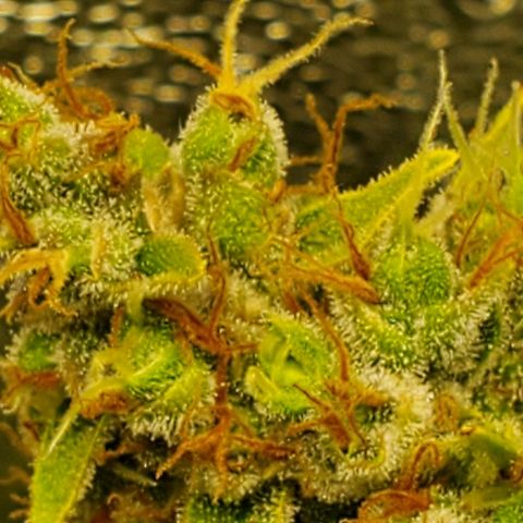Northern Light Automatic growlog photo: Week 12