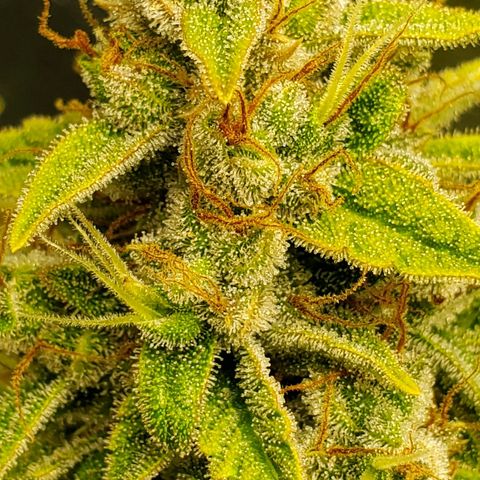 Northern Light Automatic growlog photo: Week 12