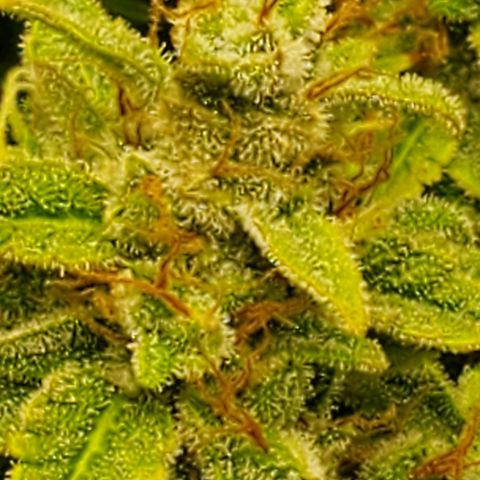 Northern Light Automatic growlog photo: Week 12
