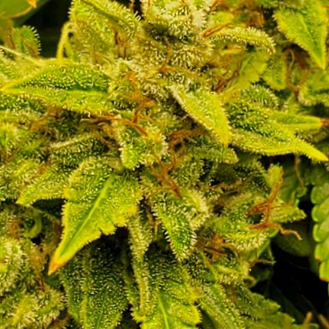 Northern Light Automatic growlog photo: Week 12