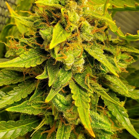 Northern Light Automatic growlog photo: Week 12
