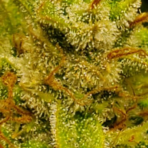 Northern Light Automatic growlog photo: Week 12