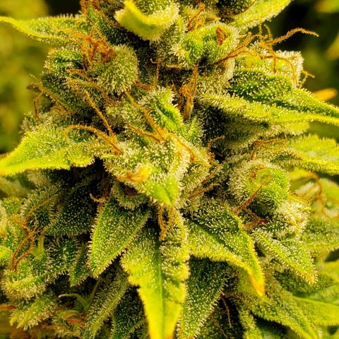 Northern Light Automatic growlog photo: Week 12