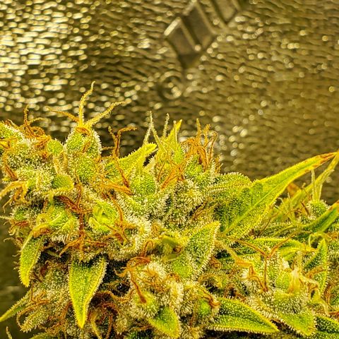 Northern Light Automatic growlog photo: Week 12