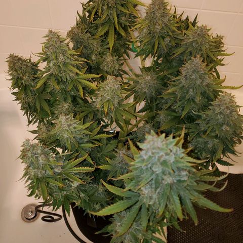 Northern Light Automatic growlog timeline photo