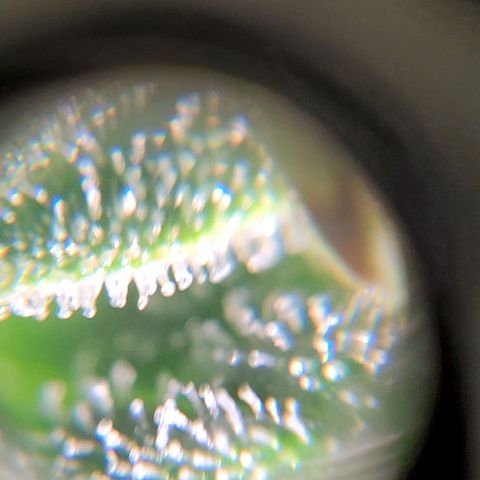 Northern Light Automatic growlog timeline photo