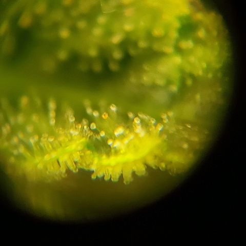 Northern Light Automatic growlog timeline photo