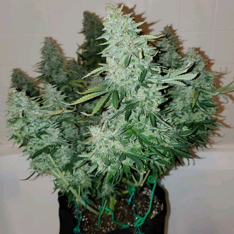 Northern Light Automatic growlog timeline photo
