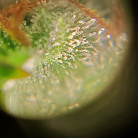 Northern Light Automatic growlog timeline photo