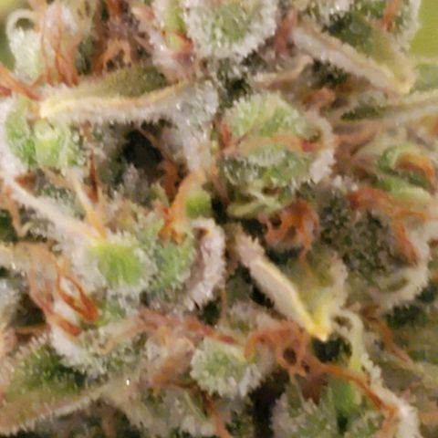 Northern Light Automatic growlog timeline photo