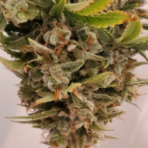 Northern Light Automatic growlog timeline photo