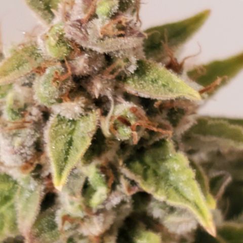 Northern Light Automatic growlog timeline photo