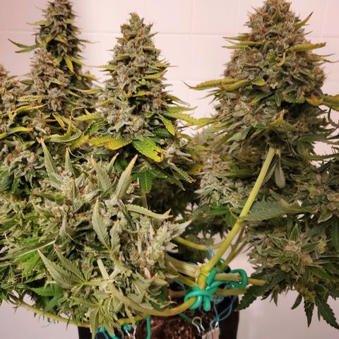 Northern Light Automatic growlog timeline photo