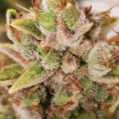 Northern Light Automatic growlog timeline photo