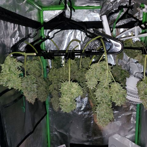 Northern Light Automatic growlog timeline photo