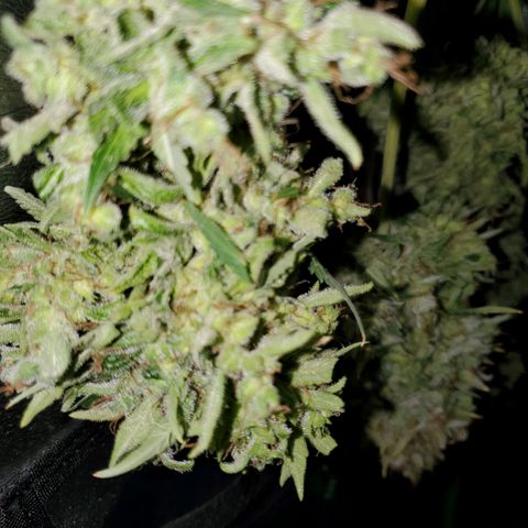 Northern Light Automatic growlog timeline photo