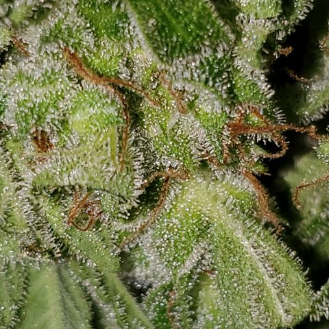 Northern Light Automatic growlog timeline photo