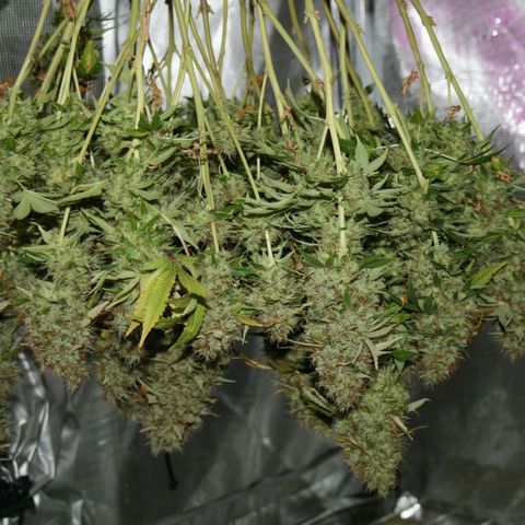 Northern Light Automatic growlog timeline photo