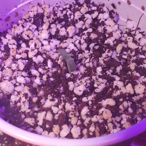 Ayesha growlog timeline photo