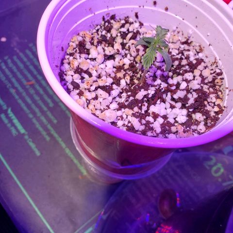 Ayesha growlog timeline photo