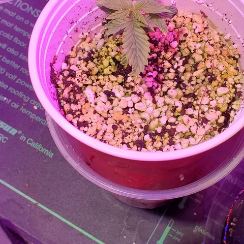 Ayesha growlog timeline photo