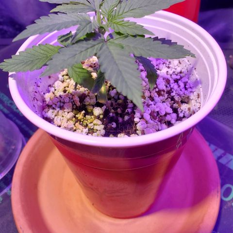 Ayesha growlog timeline photo