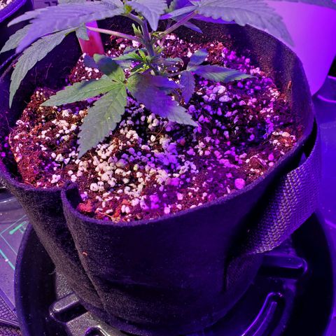 Ayesha growlog timeline photo