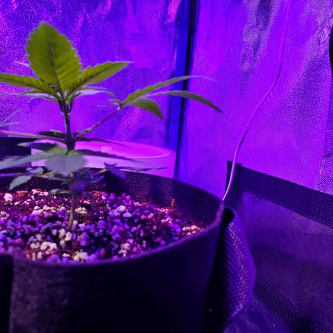 Ayesha growlog timeline photo
