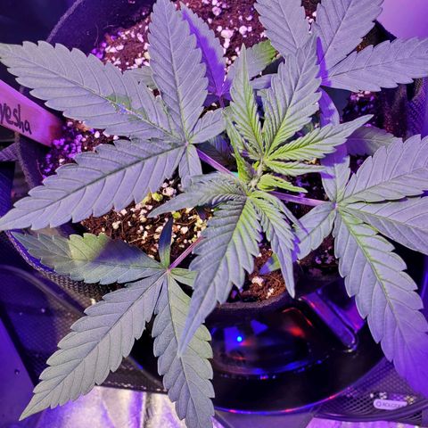 Ayesha growlog timeline photo